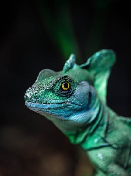 dadaloglu turkish folk poetry dadaloglu s life and works